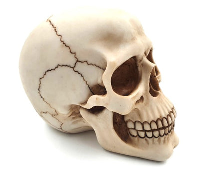 Figura decorativa teschio 15 cm in poli-resina con possibilità di personalizzazione tramite incisione